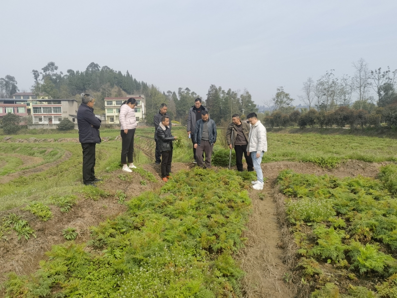 稻药轮种.jpg